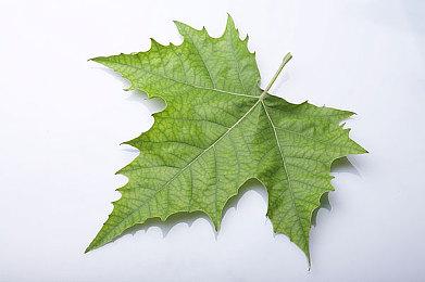 两名洛杉矶警察因不听指挥而去抓宝可梦被开除